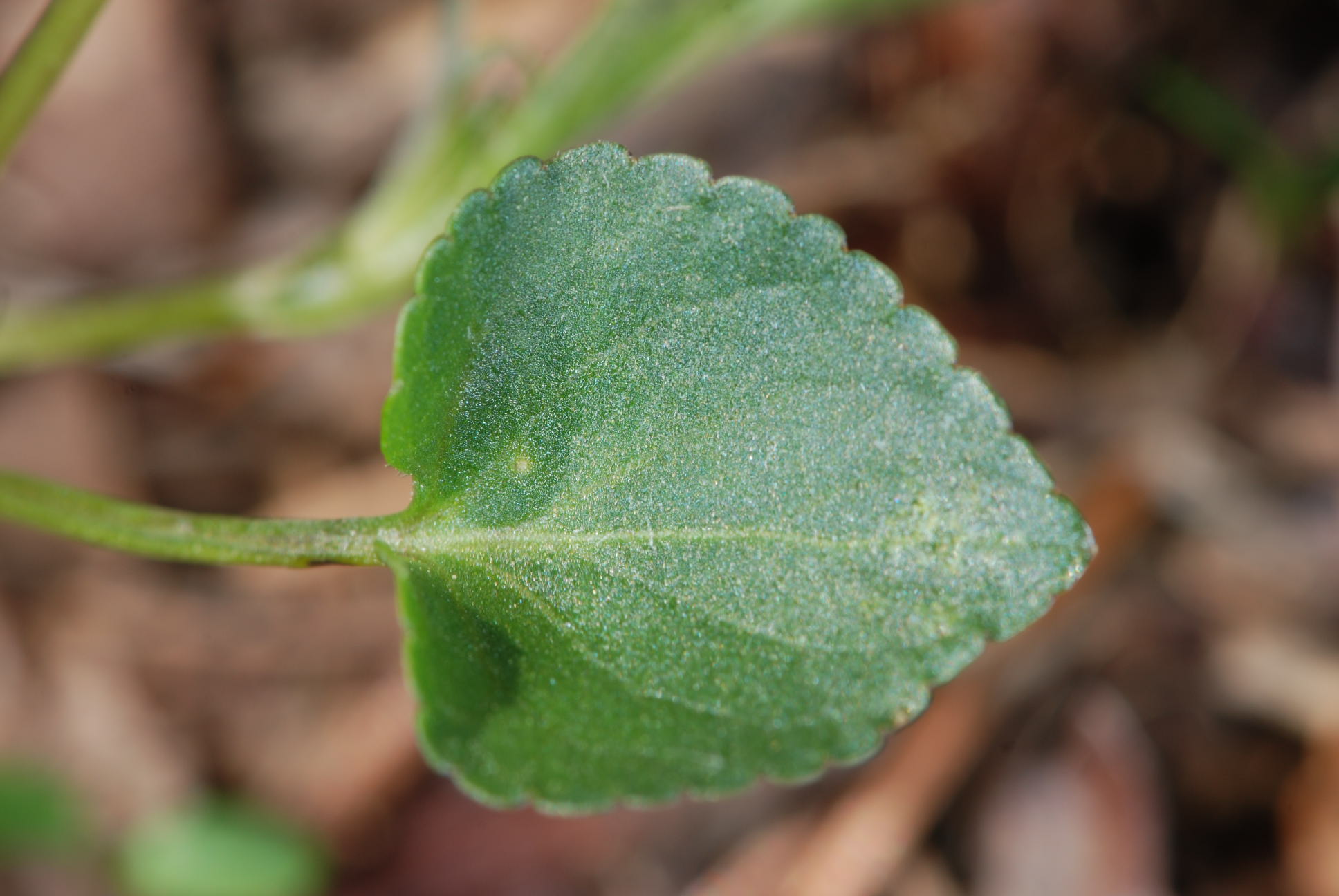 Viola riviniana